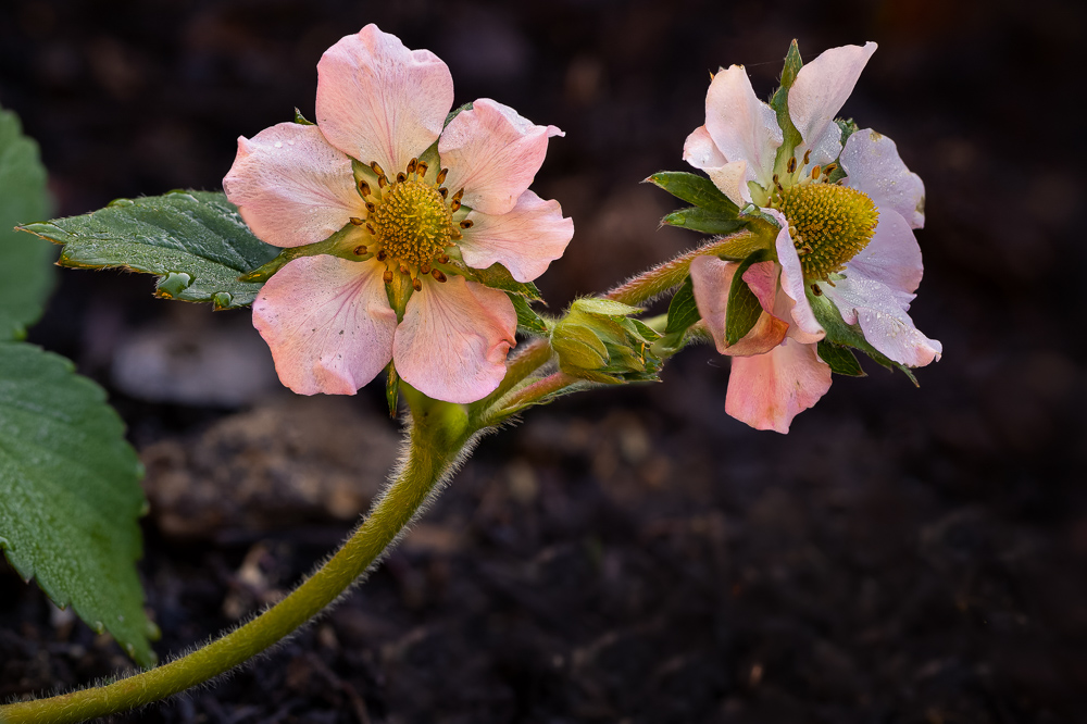 Platz 9 Anton Kienle